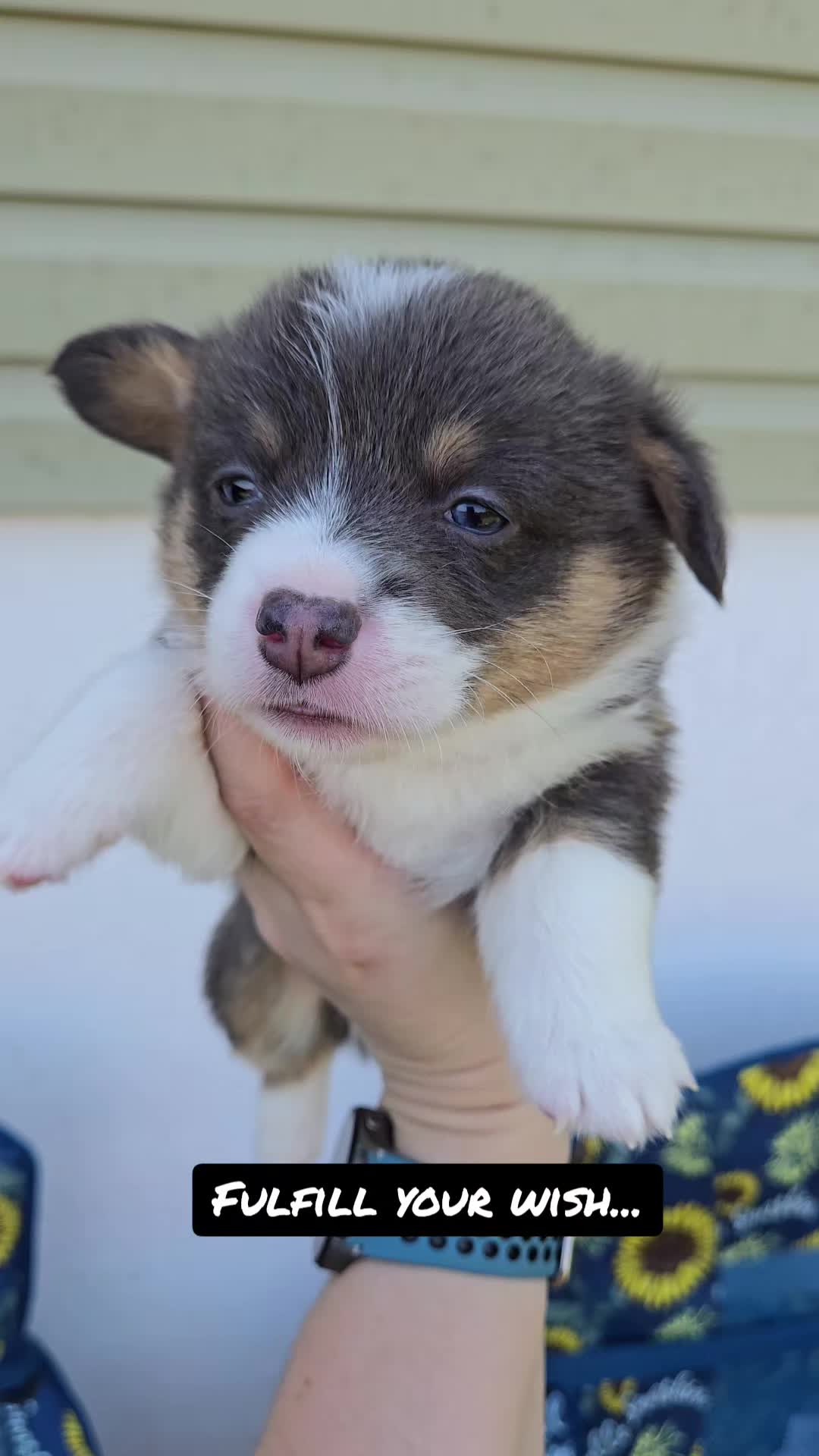 @J&R Shepherds & Corgis