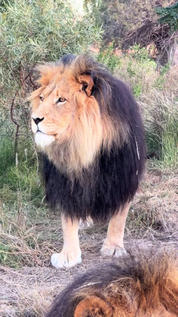 @Felidae Centre