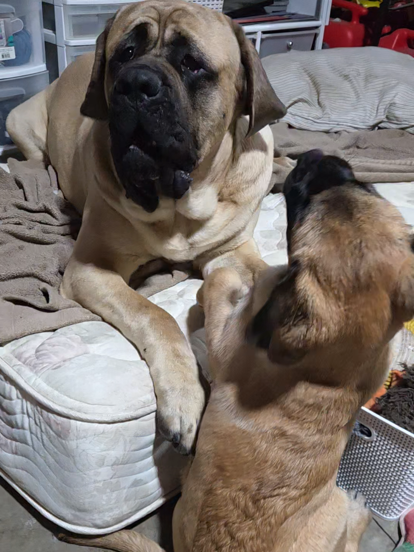 @Maple Mastiffs