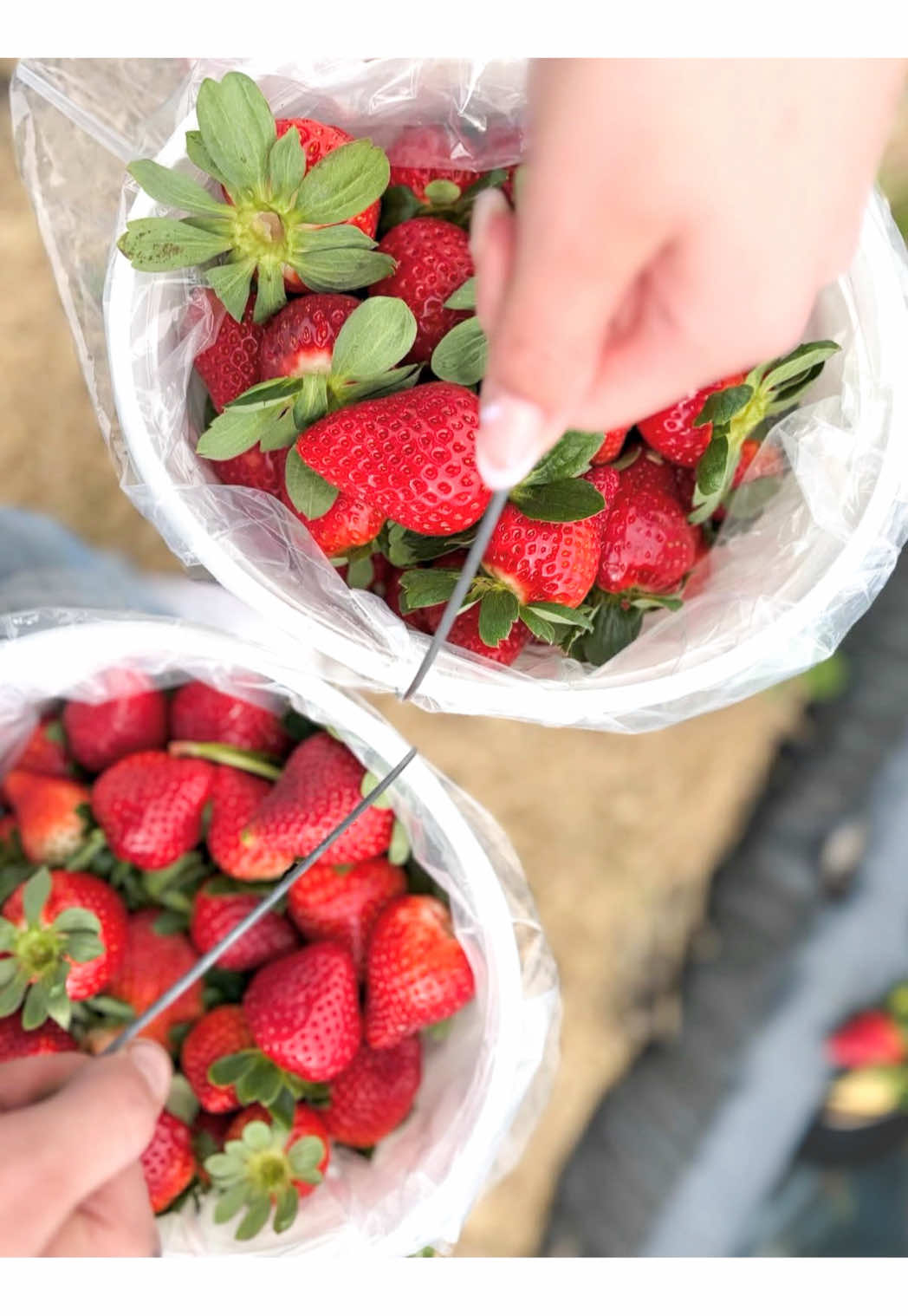 @Branford Farm Stand☀️
