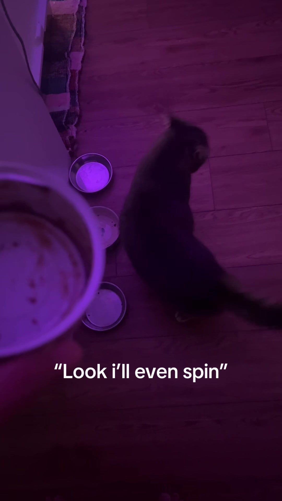 @Ollie 🐱