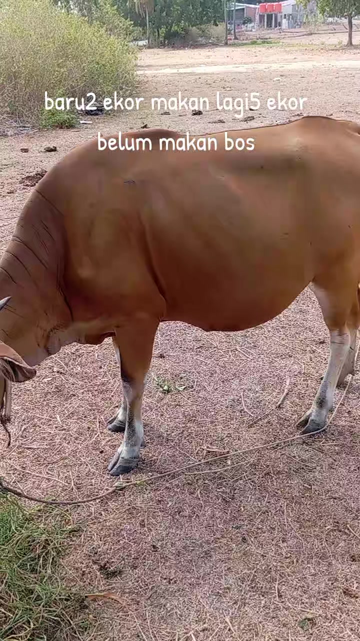 @Muliadi