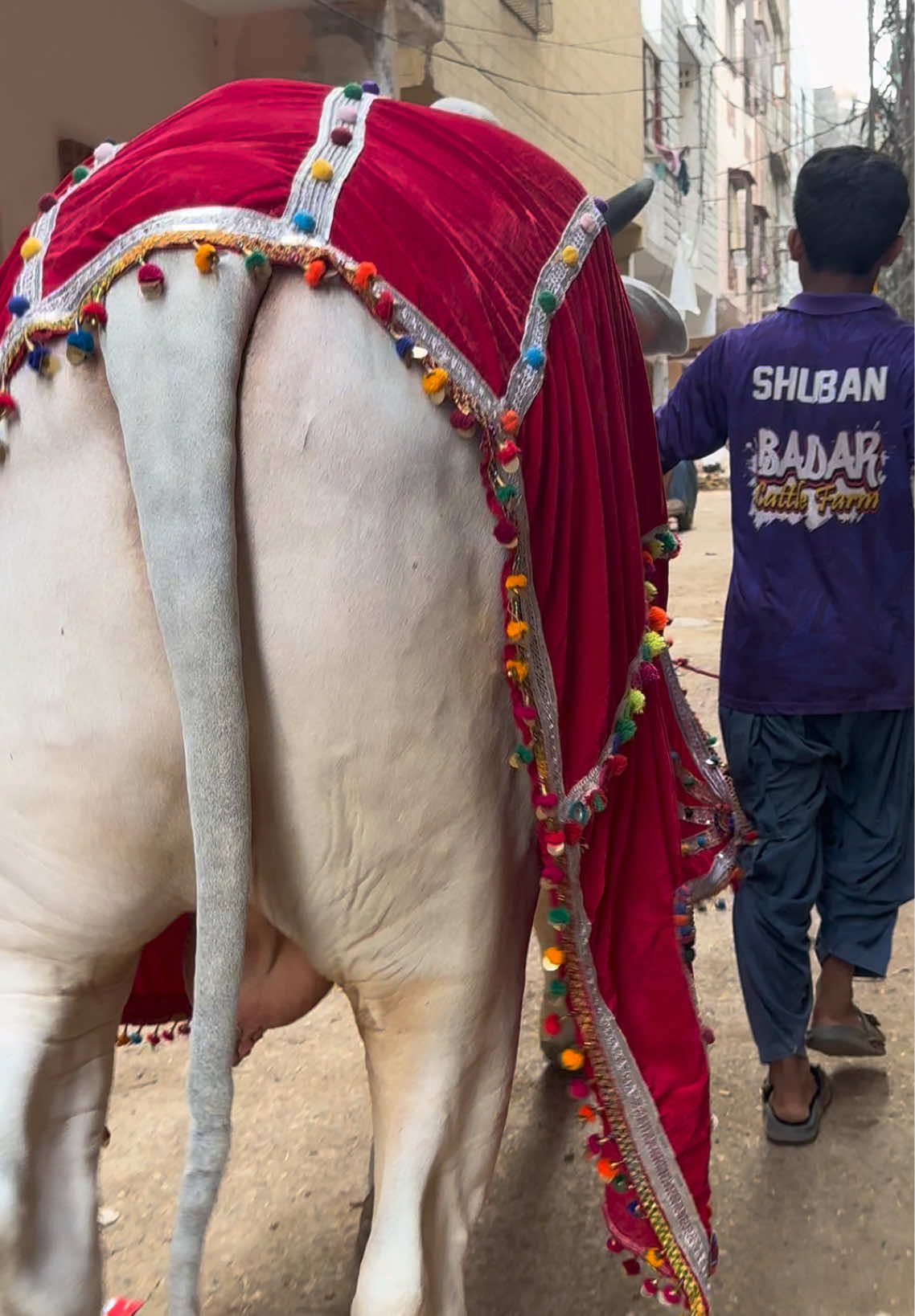 @Karachi Bull lovers