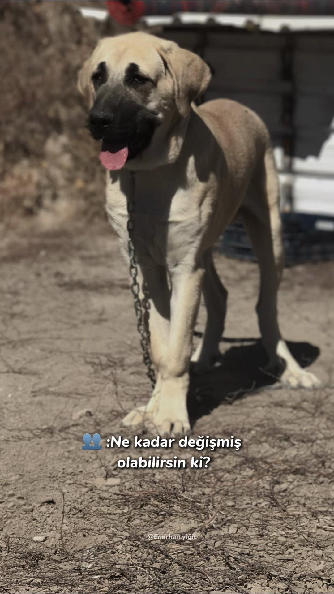 @Konyalı ziya