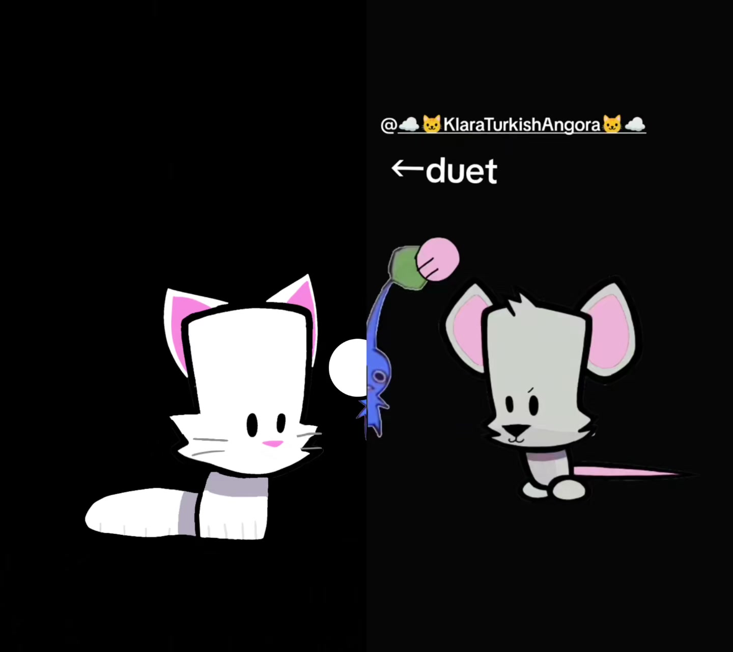 @☁️🐱Klara Turkish Angora🐱☁️