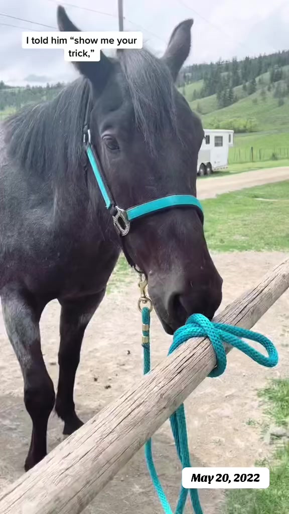 @Rudnik the Roan