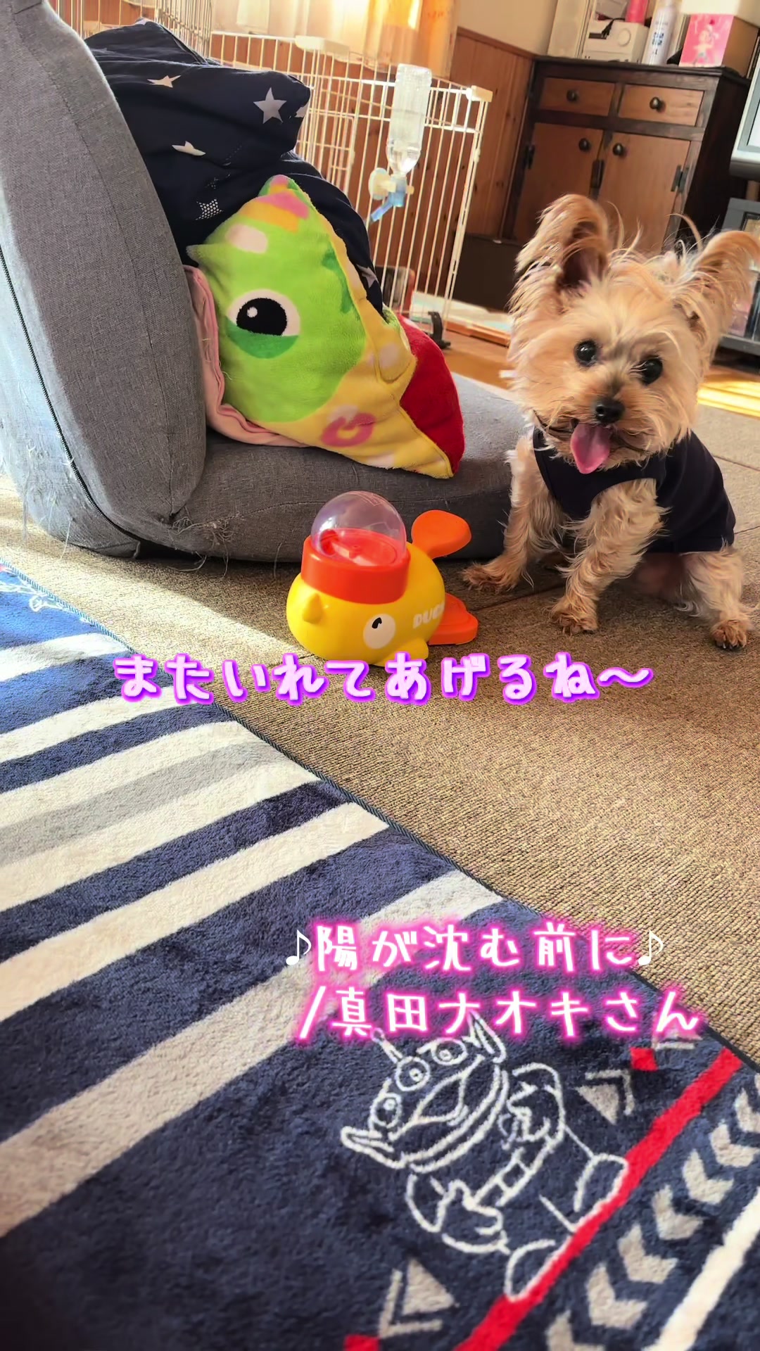 @🎀 ヨーキー のJulie and tia 🎀