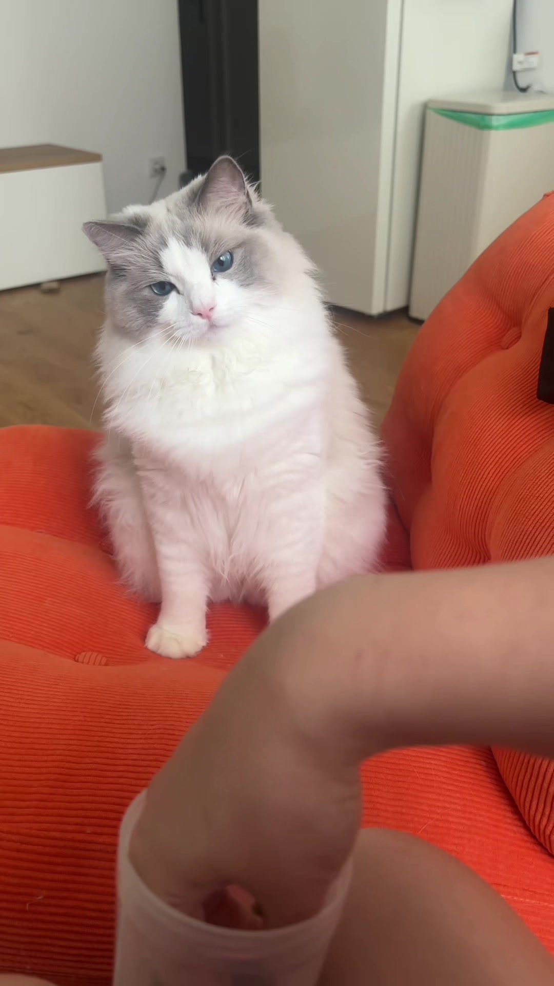 @Sirius Ragdoll