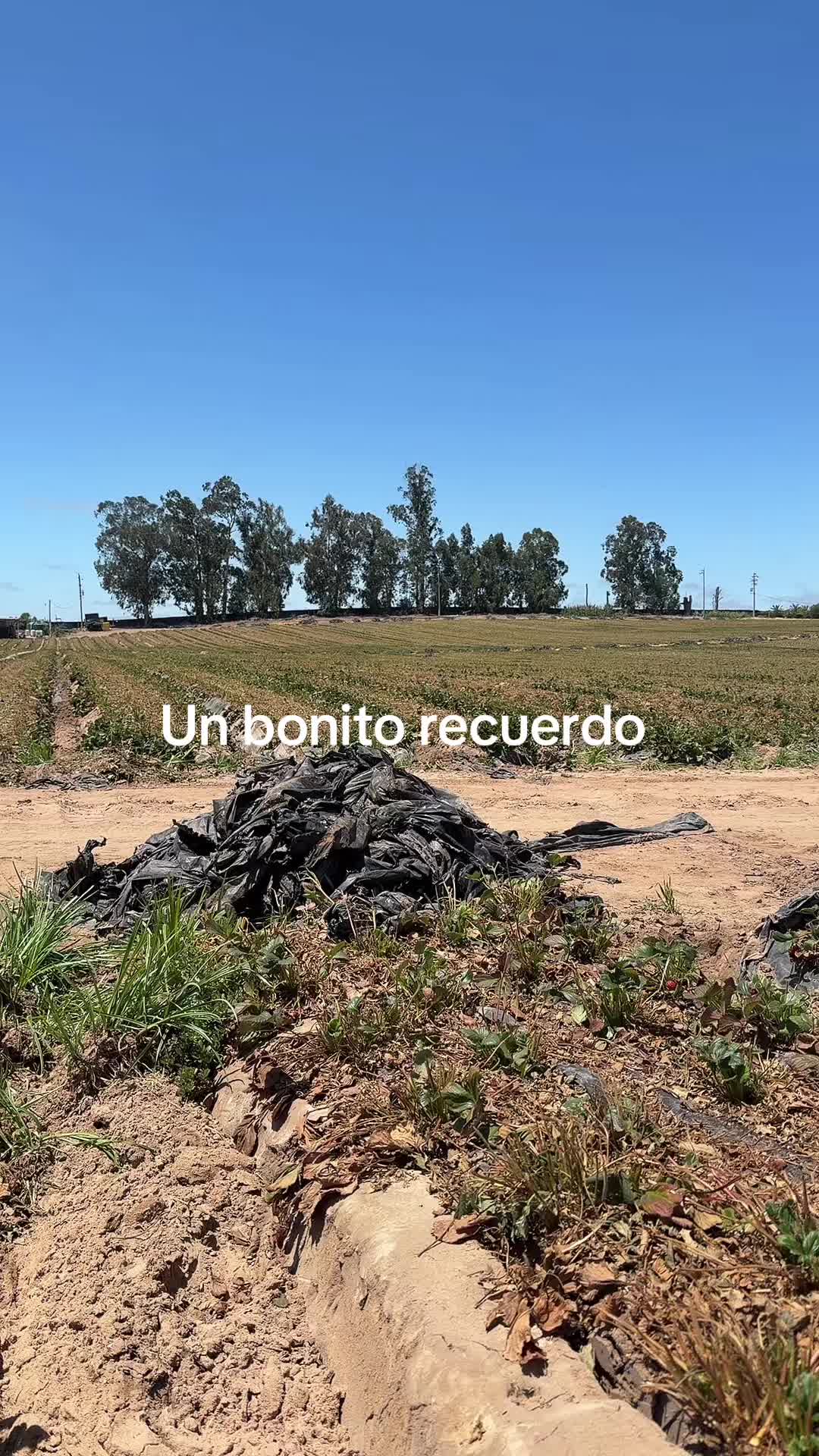@luz Altamirano