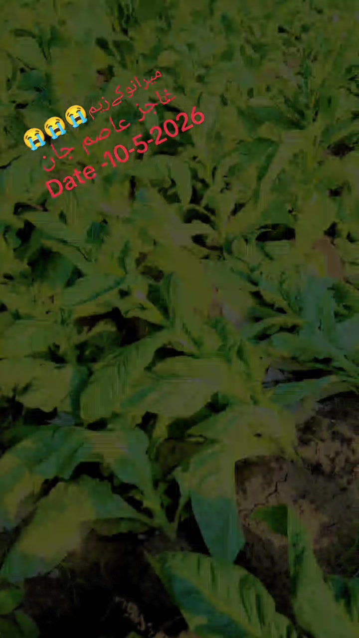 @👑(ASIM_KHAN)👑