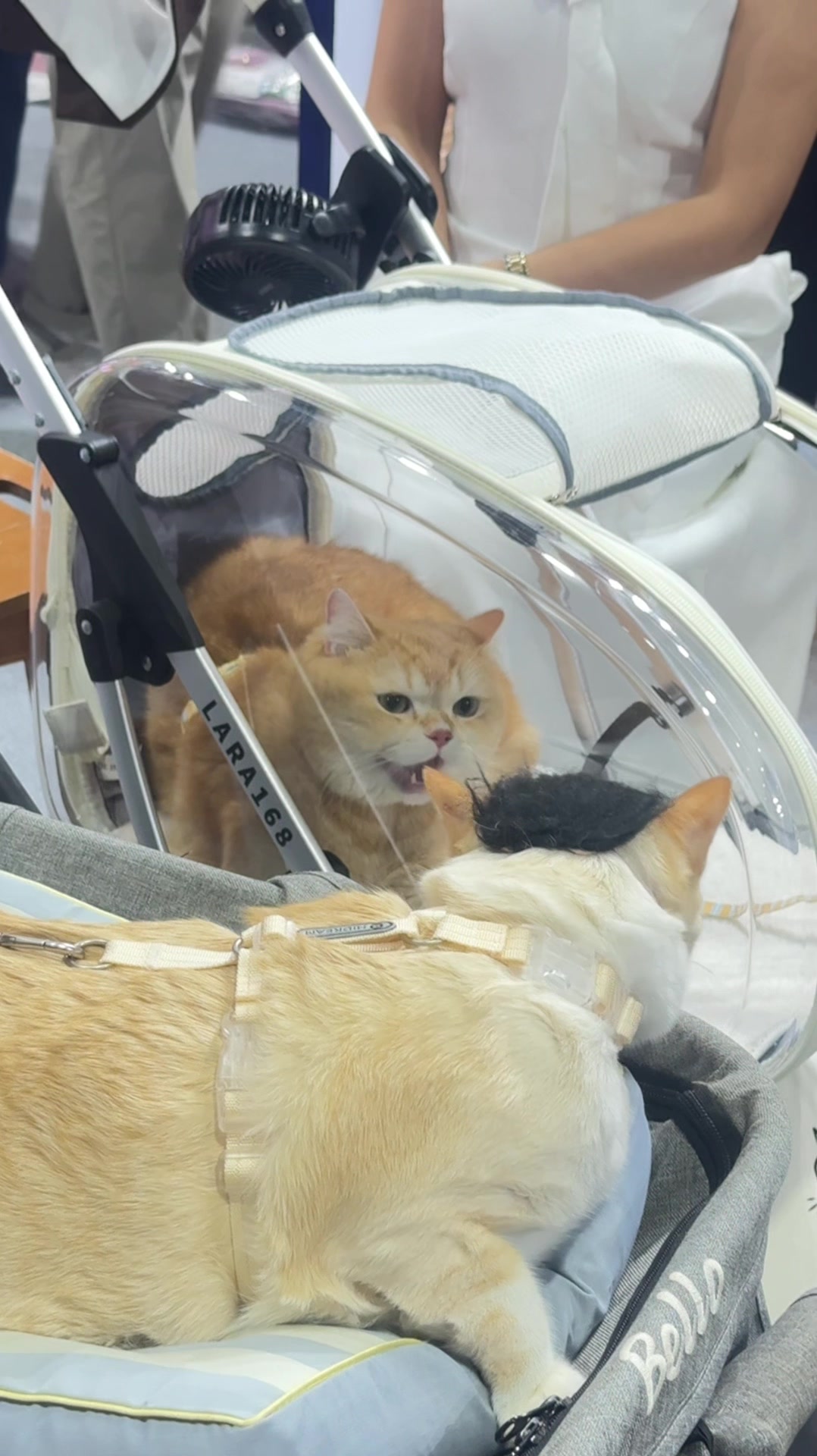 @ชิเอลแมวมึน 😺