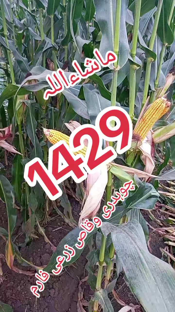 @Ch.waqas