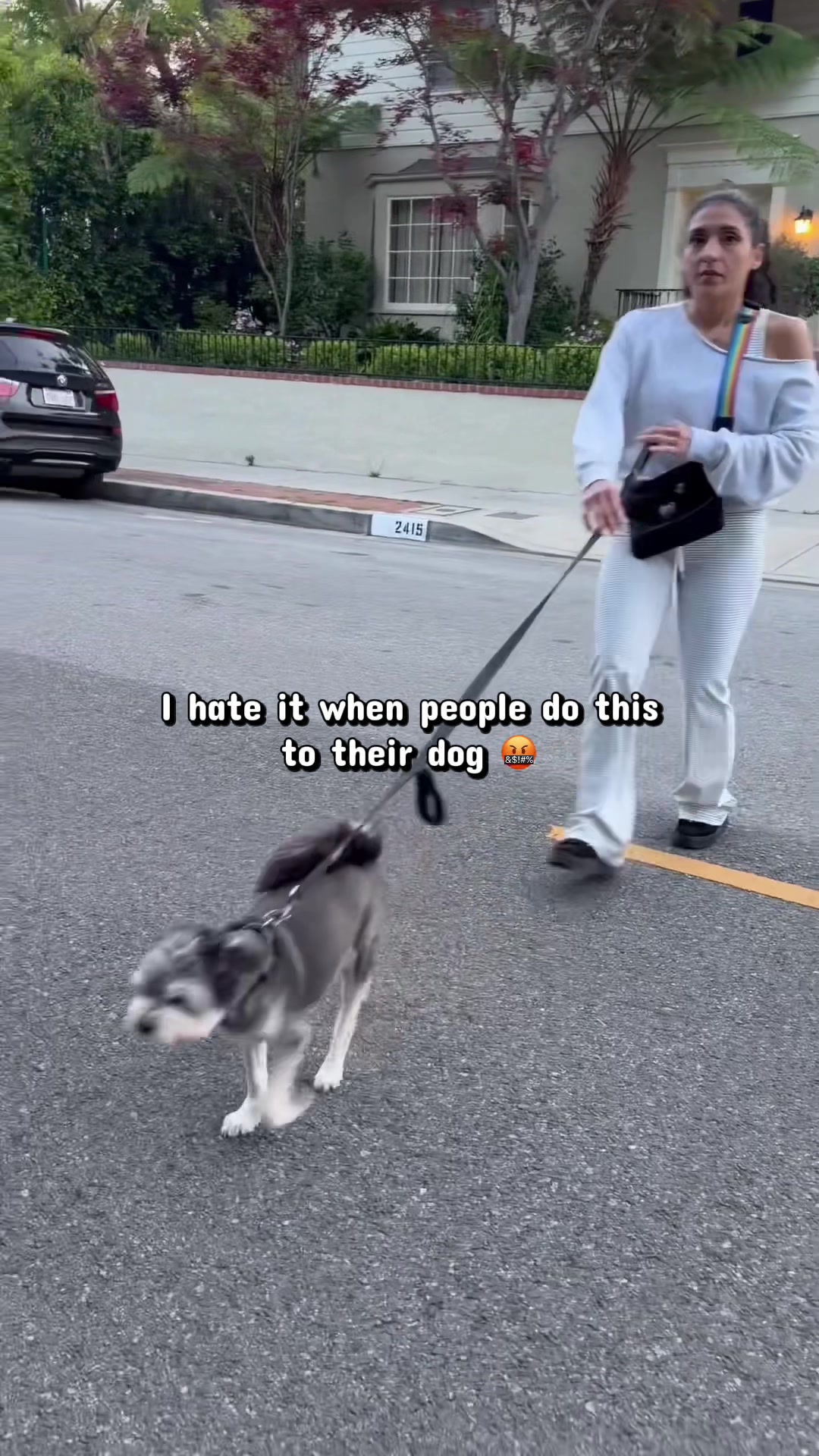 @Joyride Dogs