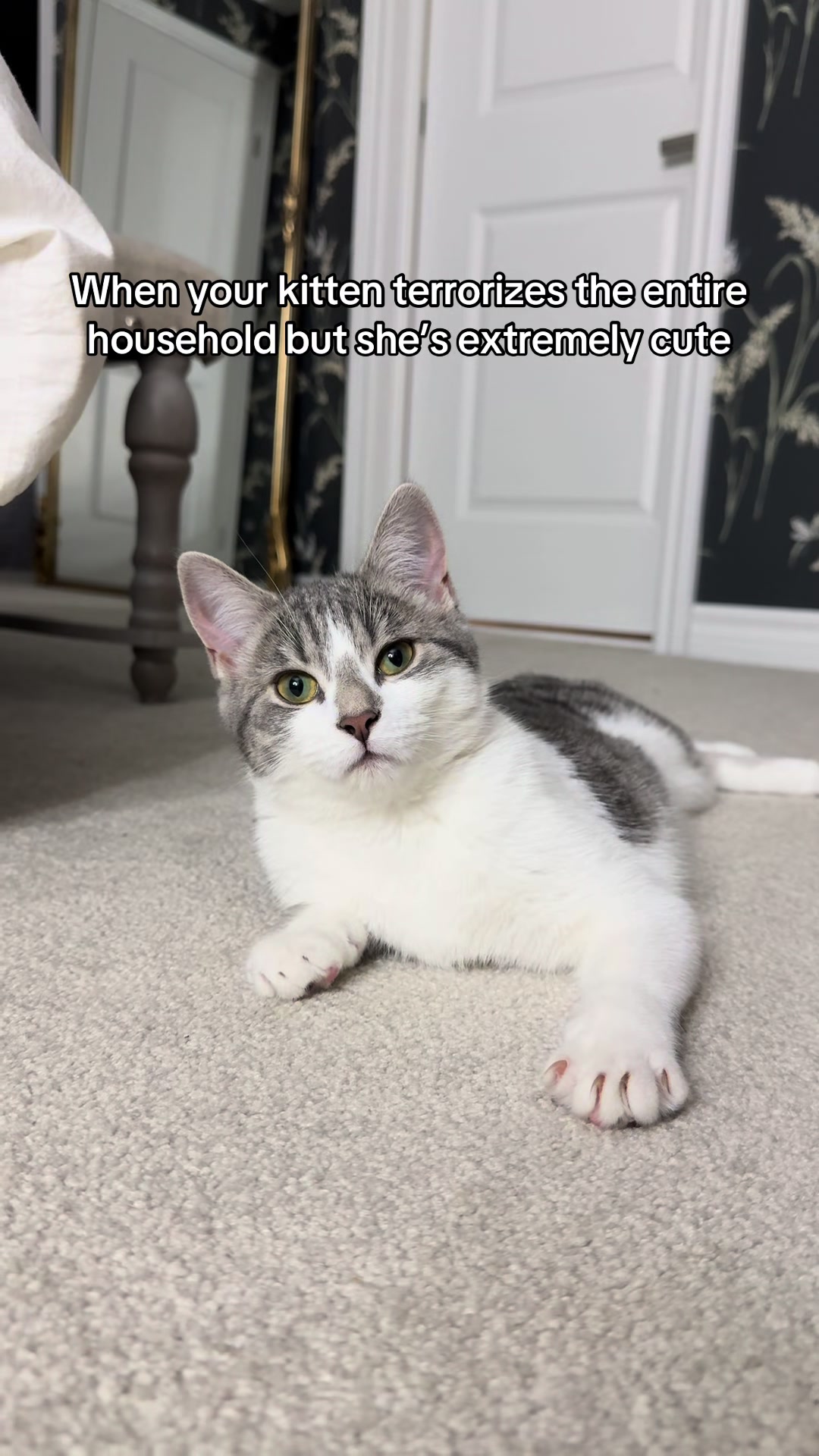 @Krista & Cats: BamBam & Bonnie