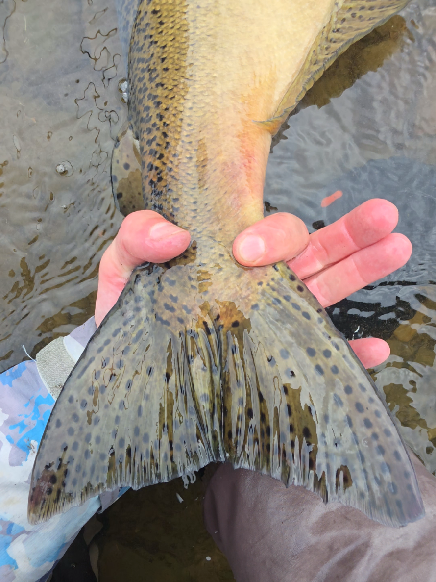 @the360angler