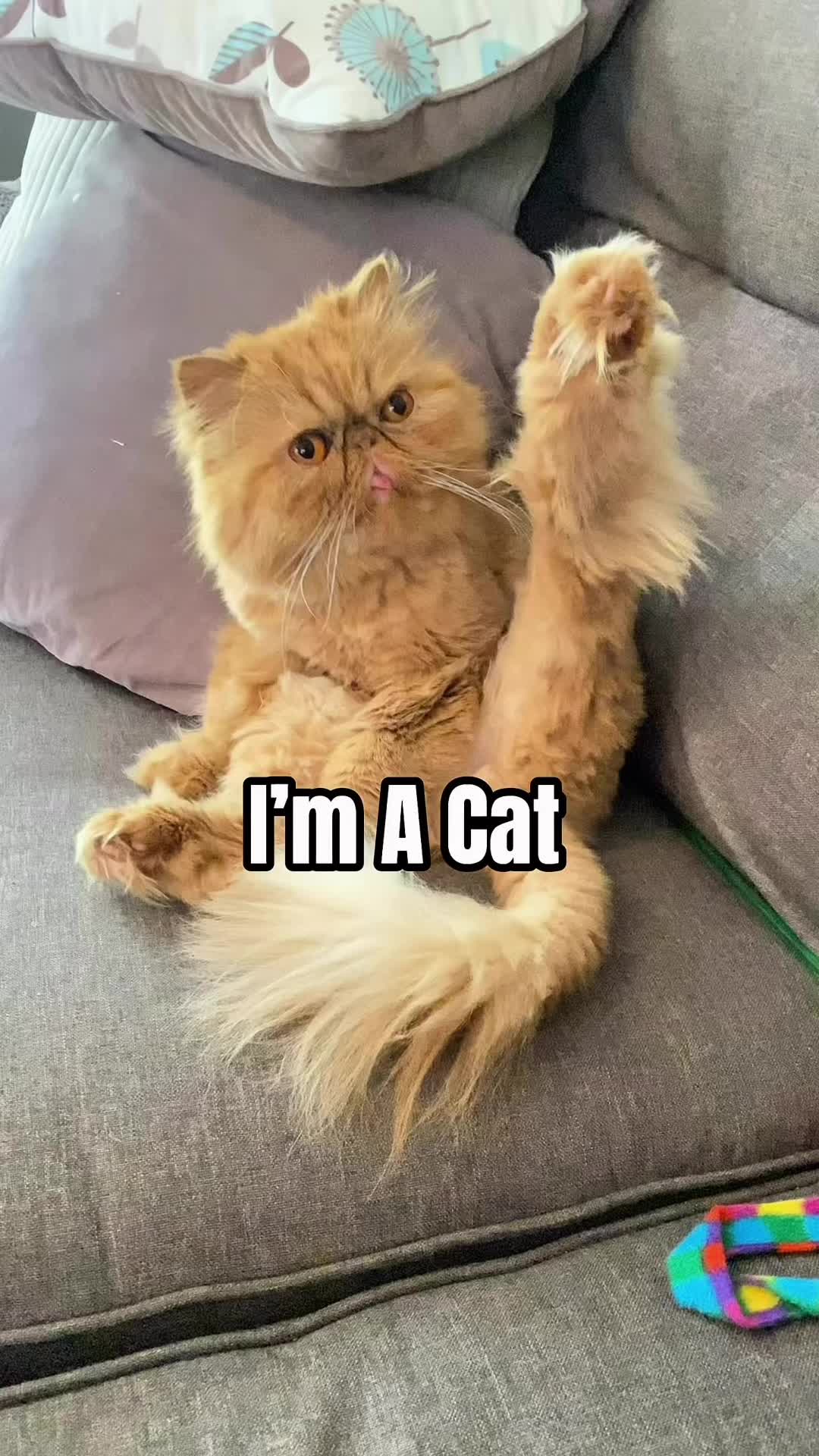 @Walter Bishop The Cat