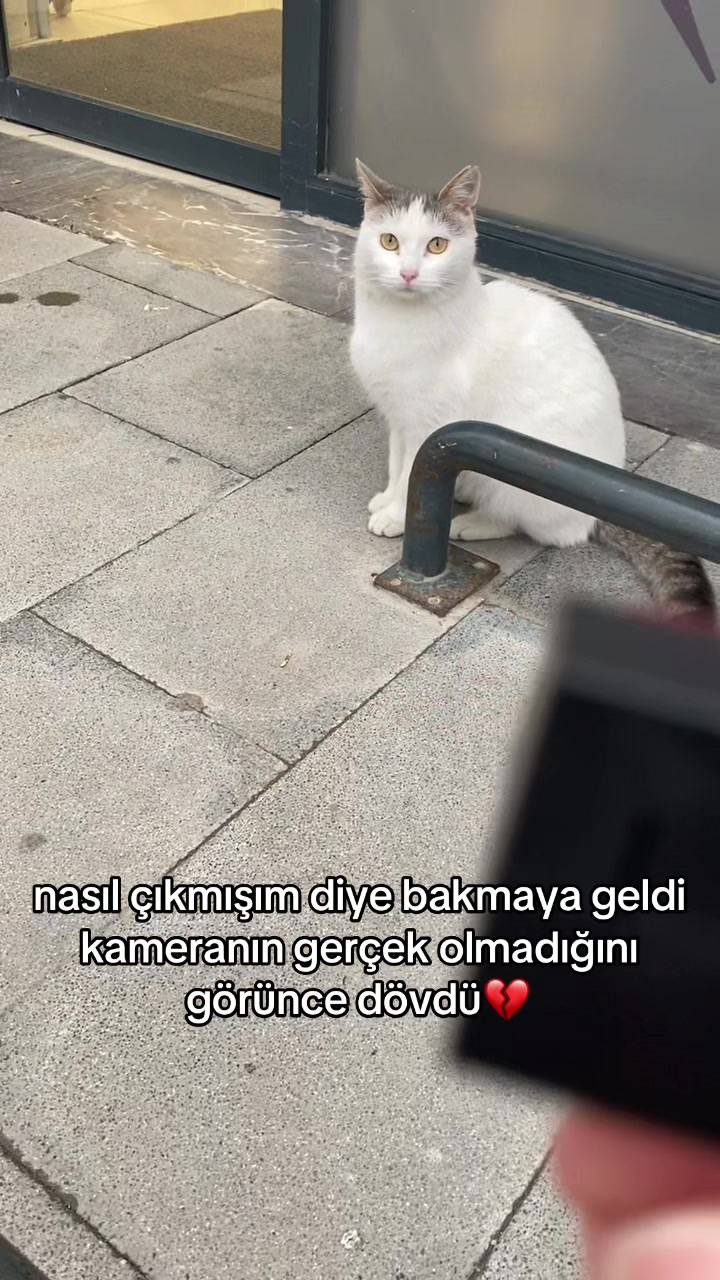 @eda ✩₊˚.⋆☾𓃠☽⋆⁺₊✧