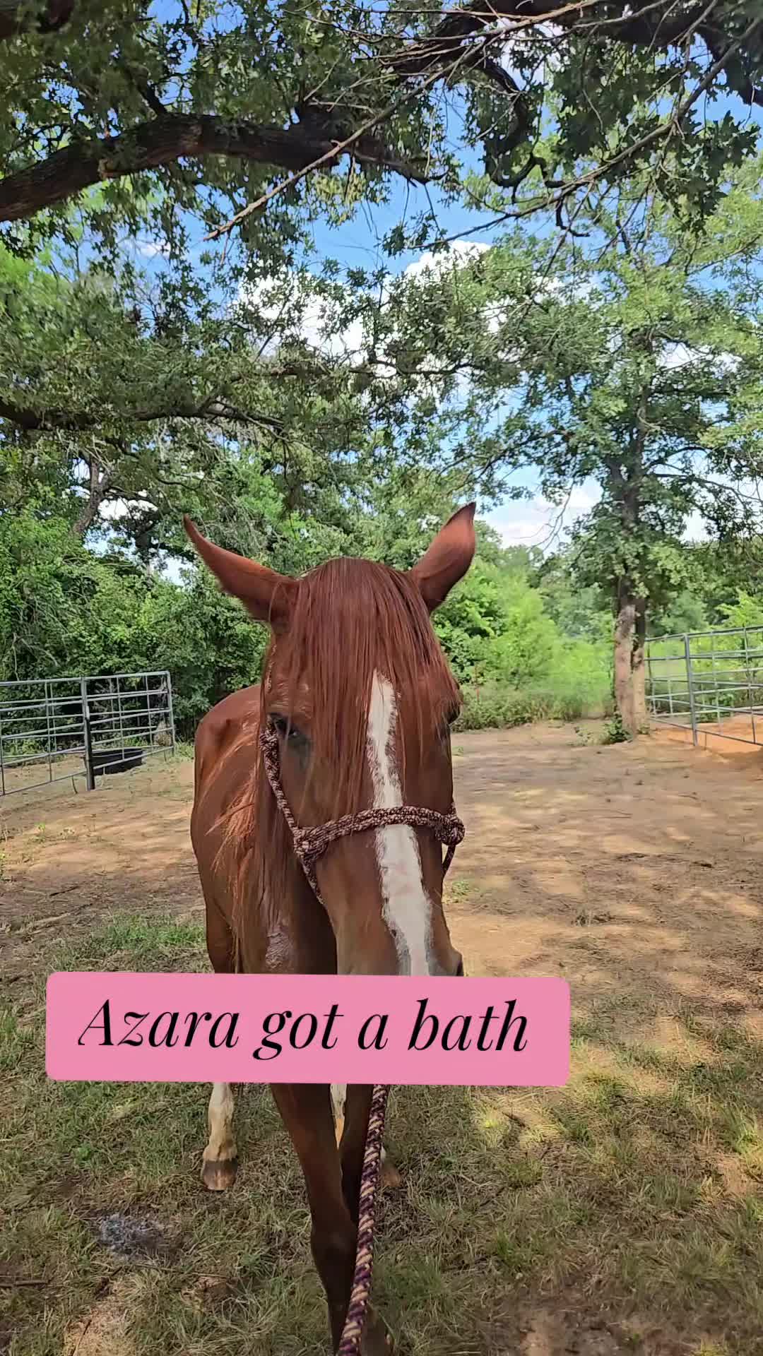 @Fonzy's Farm Rehab & Sanctuary