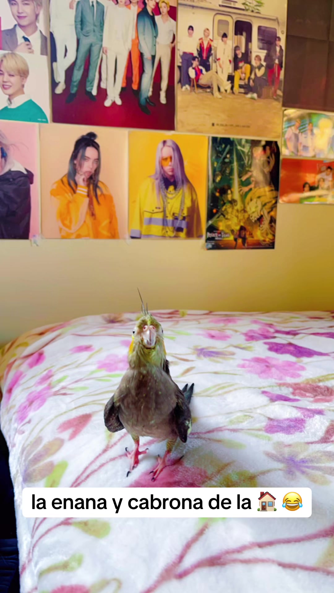 @⋆.˚🦋༘⋆⟭⟬⁷ Nɪᴋɪᴛᴀ JĦØ₱Ɇ🐿️🦜