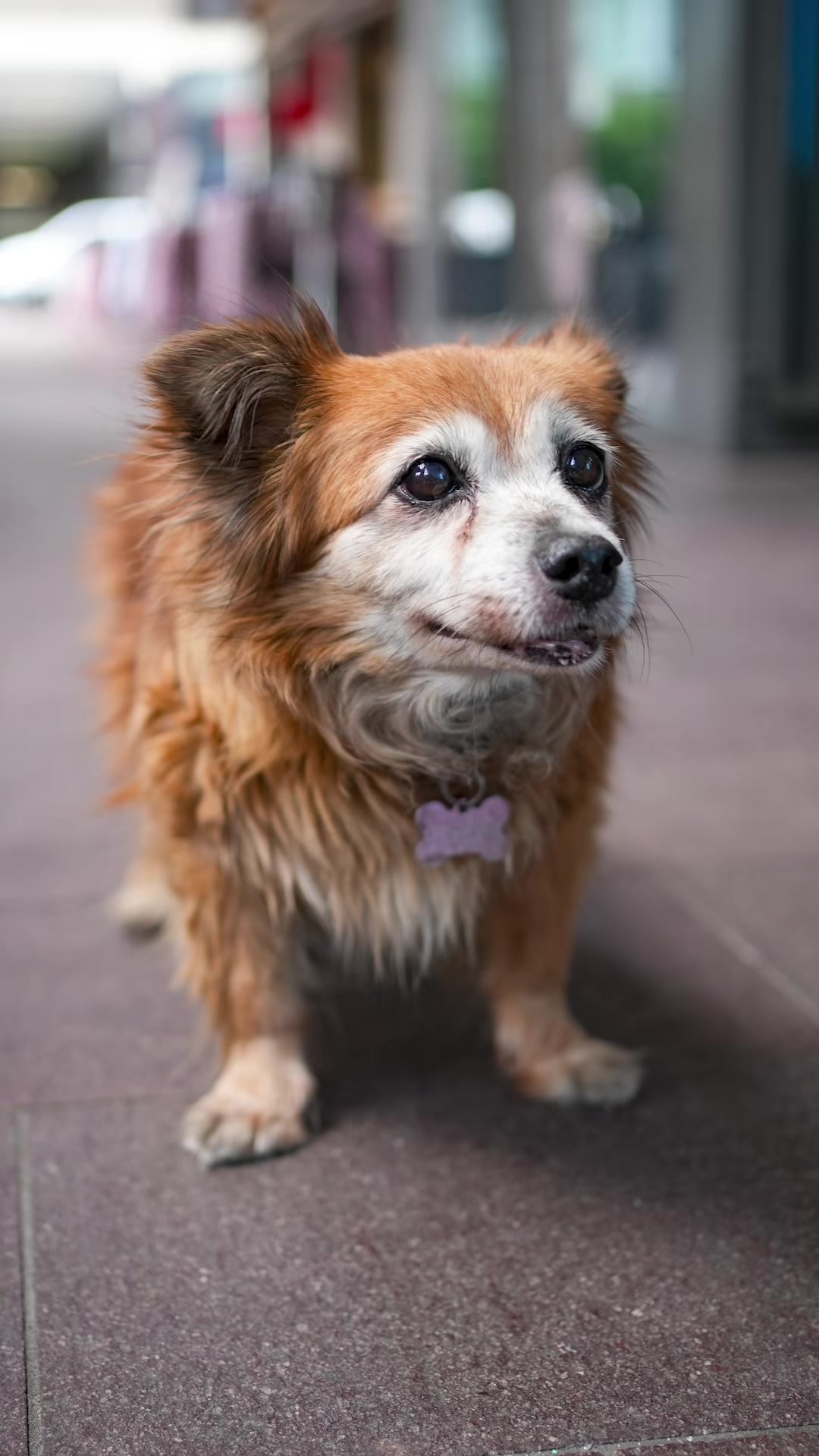 @Doggodaiily