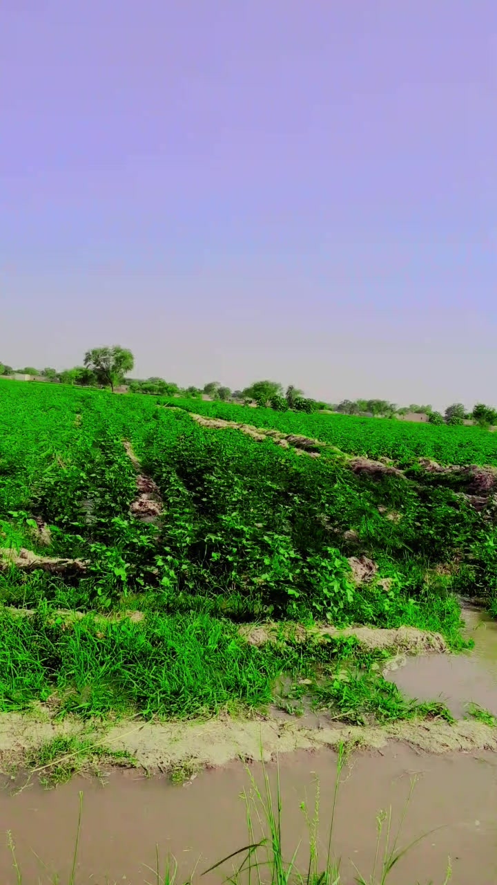 @جام Zahid
