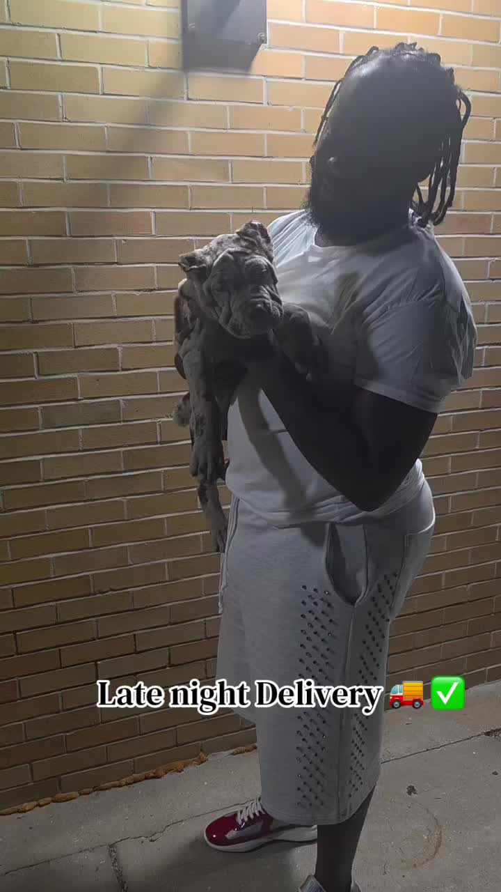 @Heart Land Cane Corso kennels