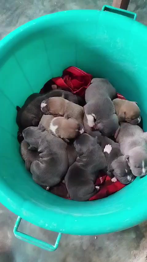 @mia_bulls❤️