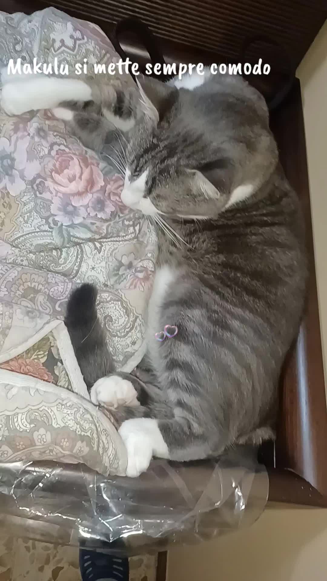 @amica dei gatti