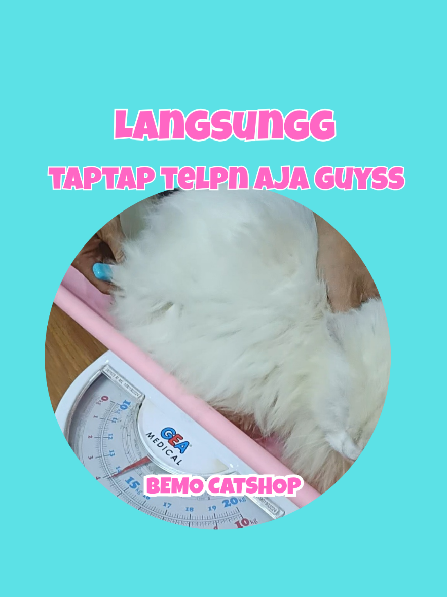 @Bemo Catshop