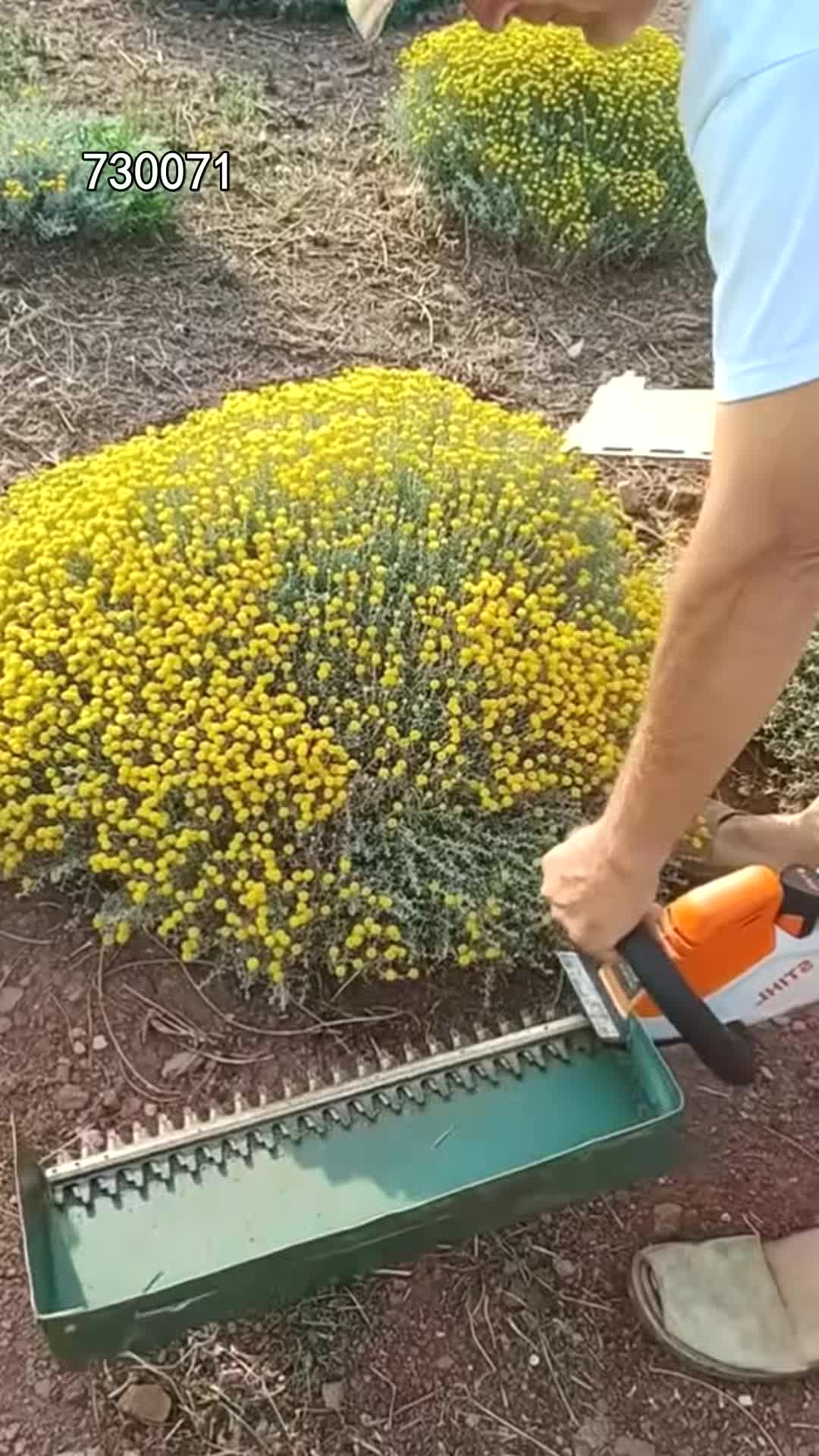 @pjtqbc