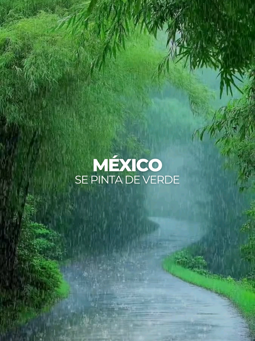 @México Traveler
