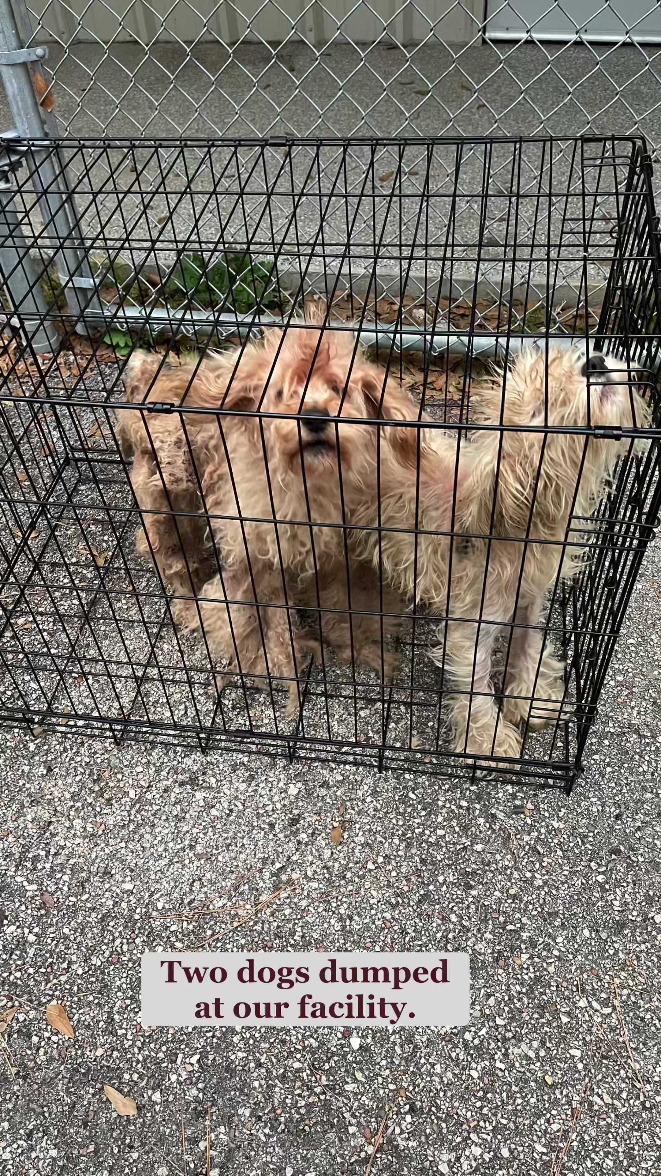 @AbandonedAnimalRescue