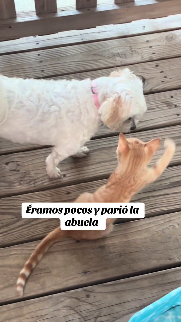 @AZUL🐶🥰