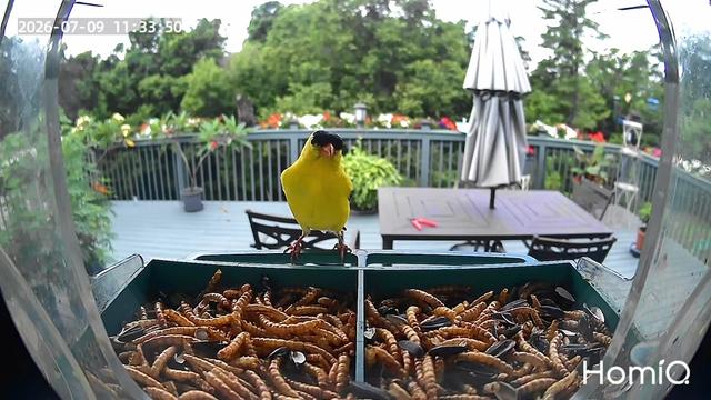 @Backyardbirdz