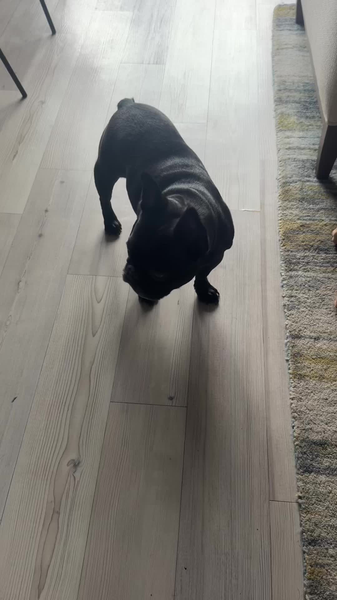 @PawsOnTrailsCT
