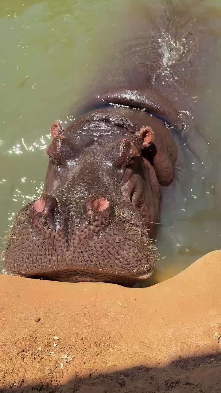 @Hippo