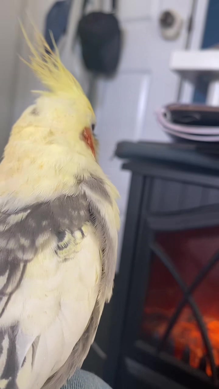 @mybirdjourney;)