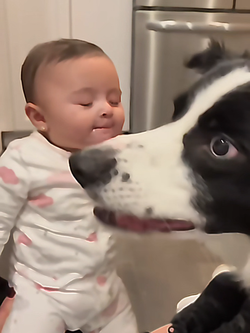 @dogmomentsdaily
