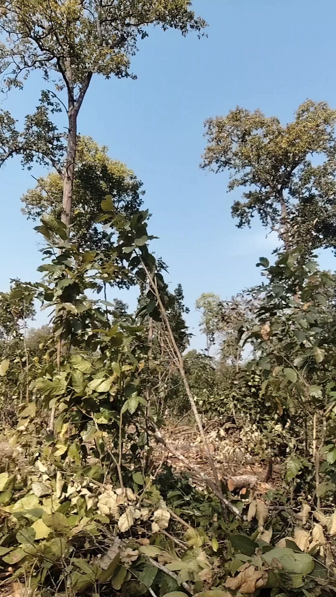 @पबित्रा छेत्री