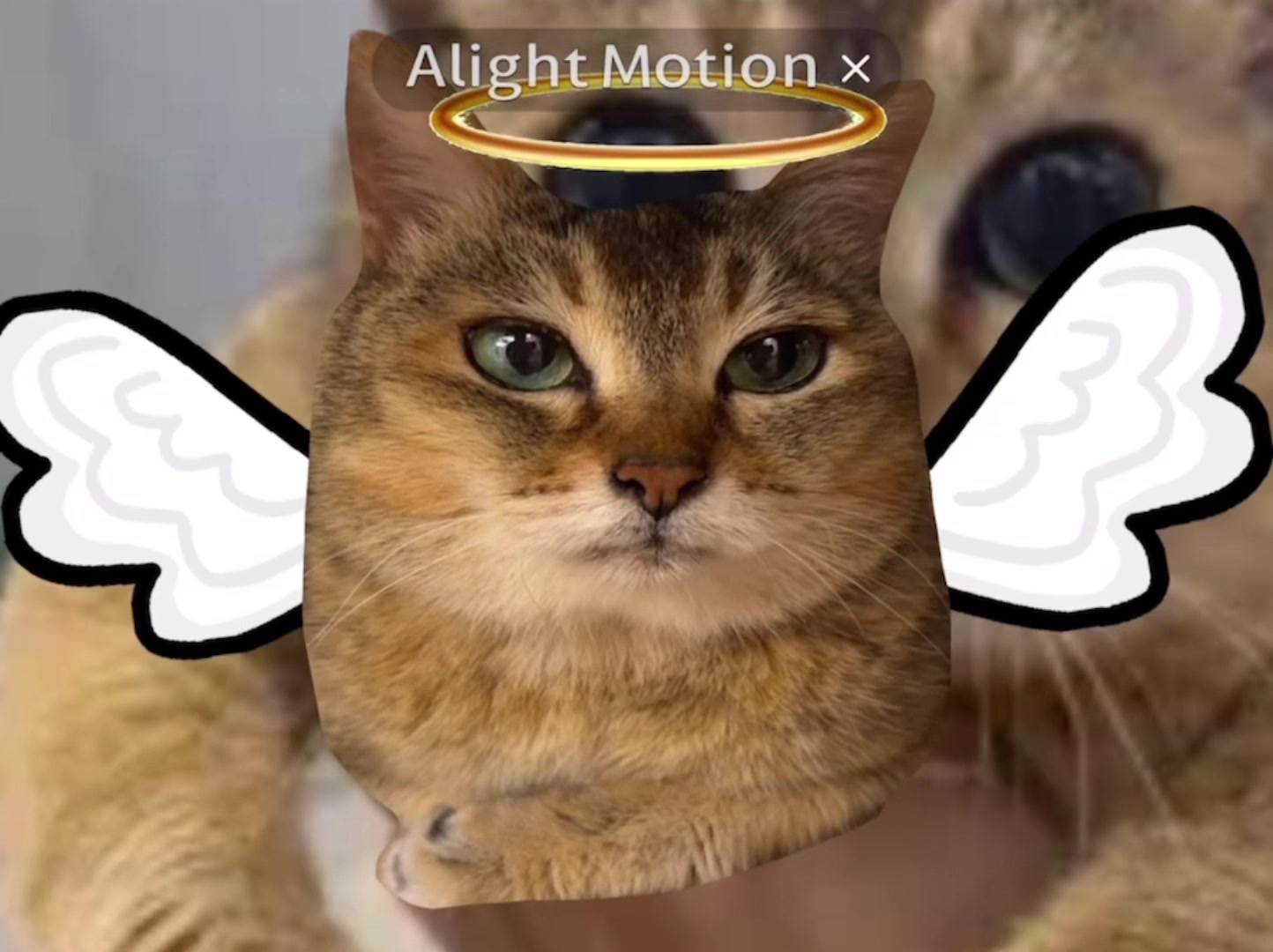 @꒰ঌ ოє𝙞 ოє𝙞⋆.ᶻ𝜗𝜚 ᯓ