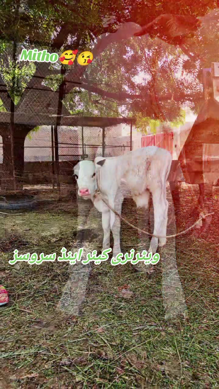 @ویٹرنری کیئر اینڈ سروسز