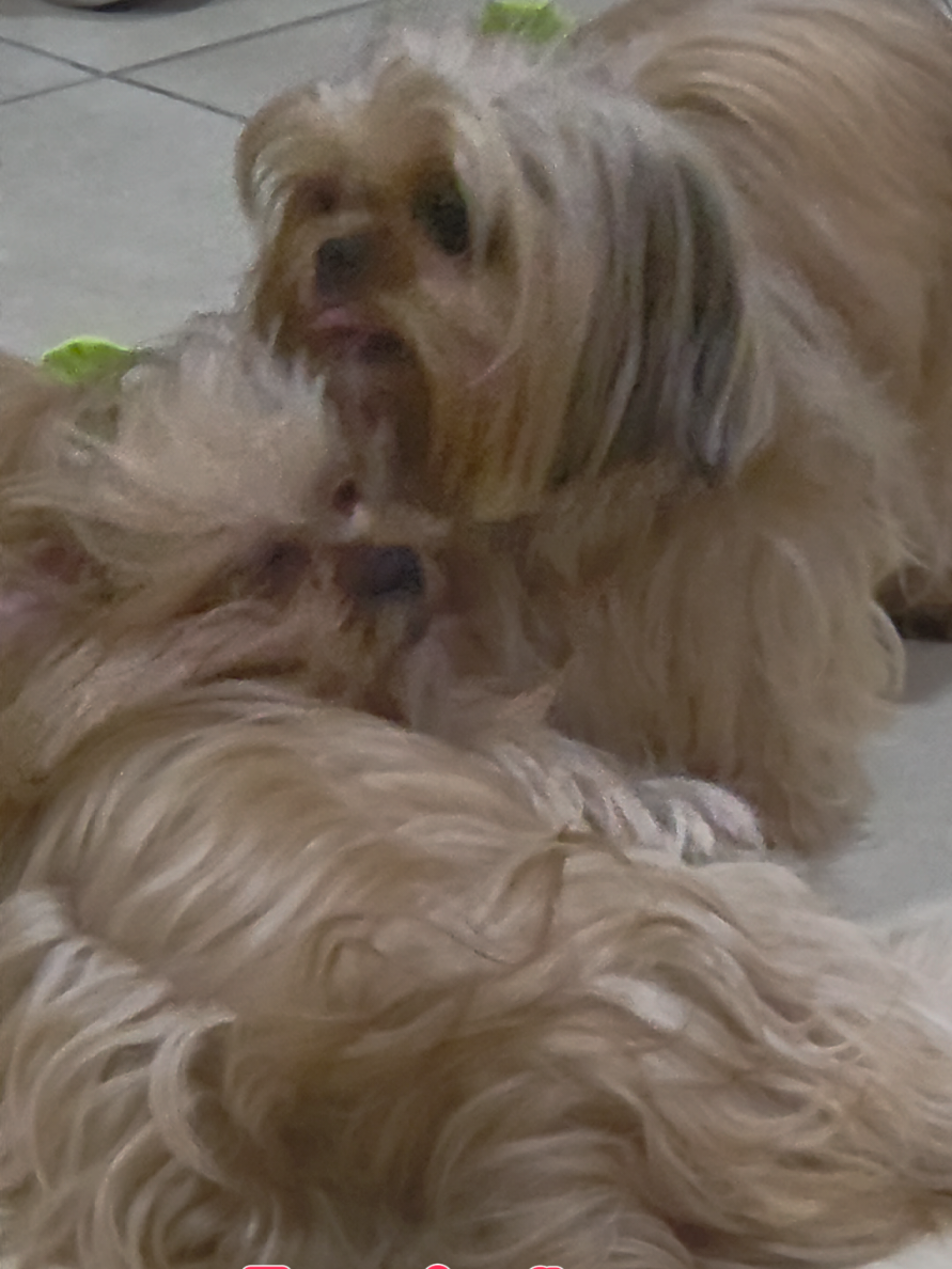 @Trio Pet Love