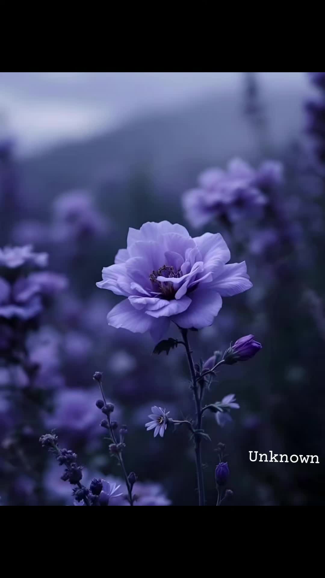 @unknown