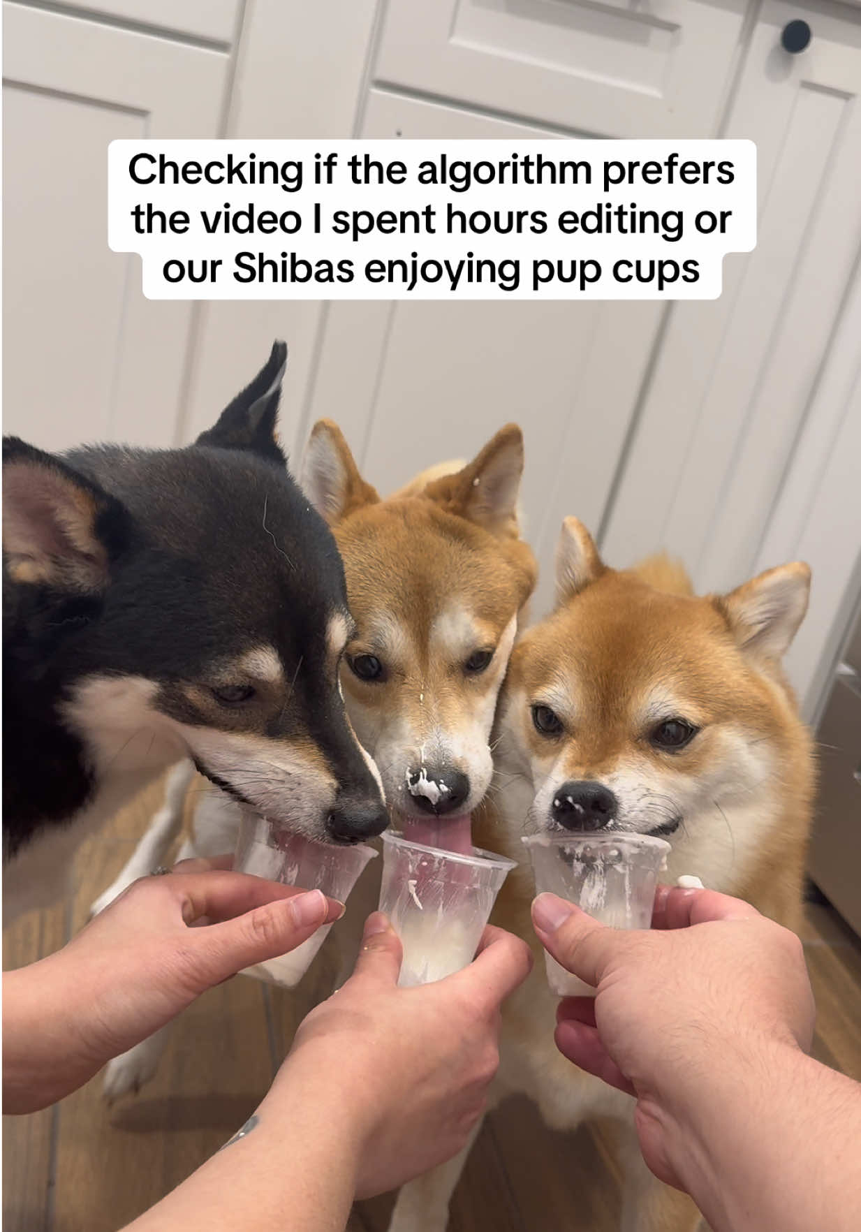 @Flock of Shibas 🐕🐕🐕