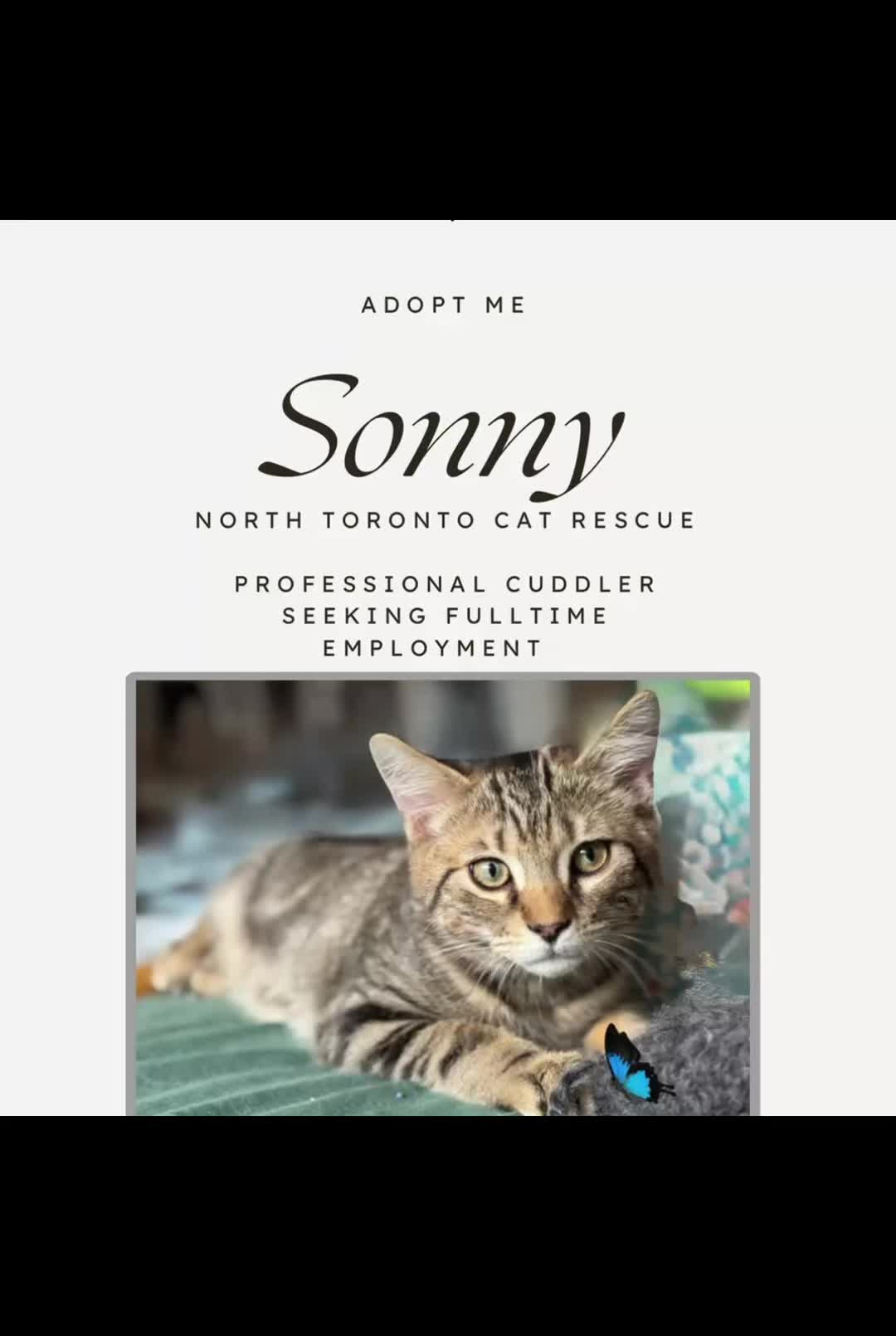 @North Toronto Cat Rescue