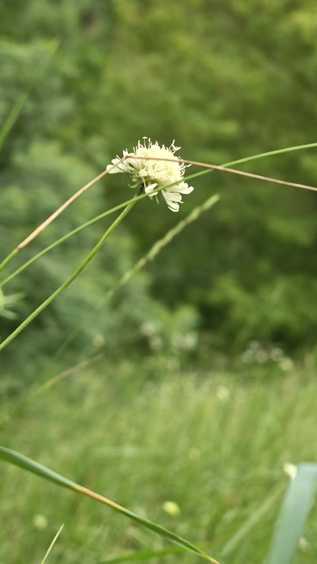 @ℕ𝕒𝕥𝕦𝕣𝕖 𝕝𝕠𝕧𝕖𝕣🌿
