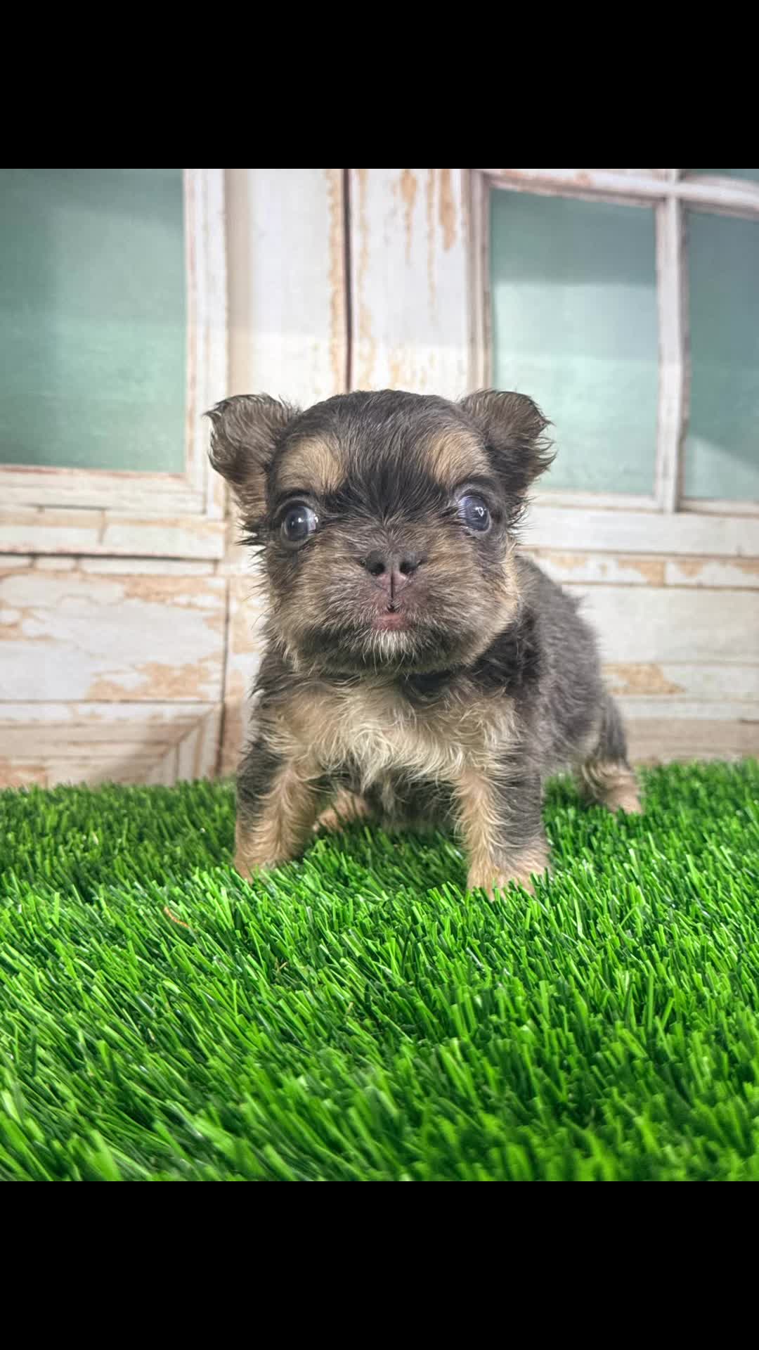 @FriendlyFrenchiesOC