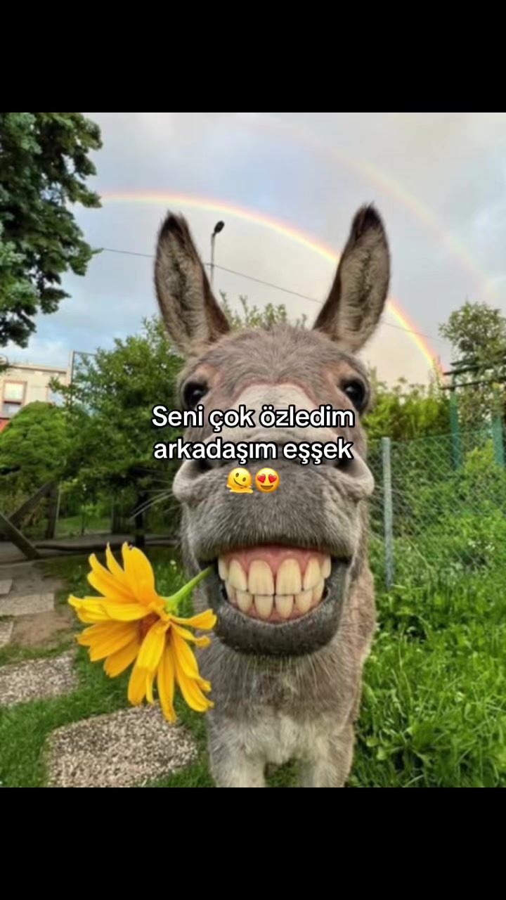 @𝑳𝒆𝒚lamita 