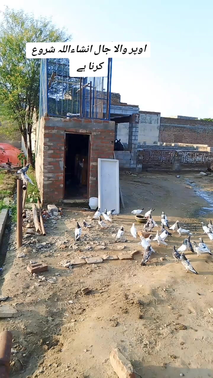 @Pigeons Cages maker 💞