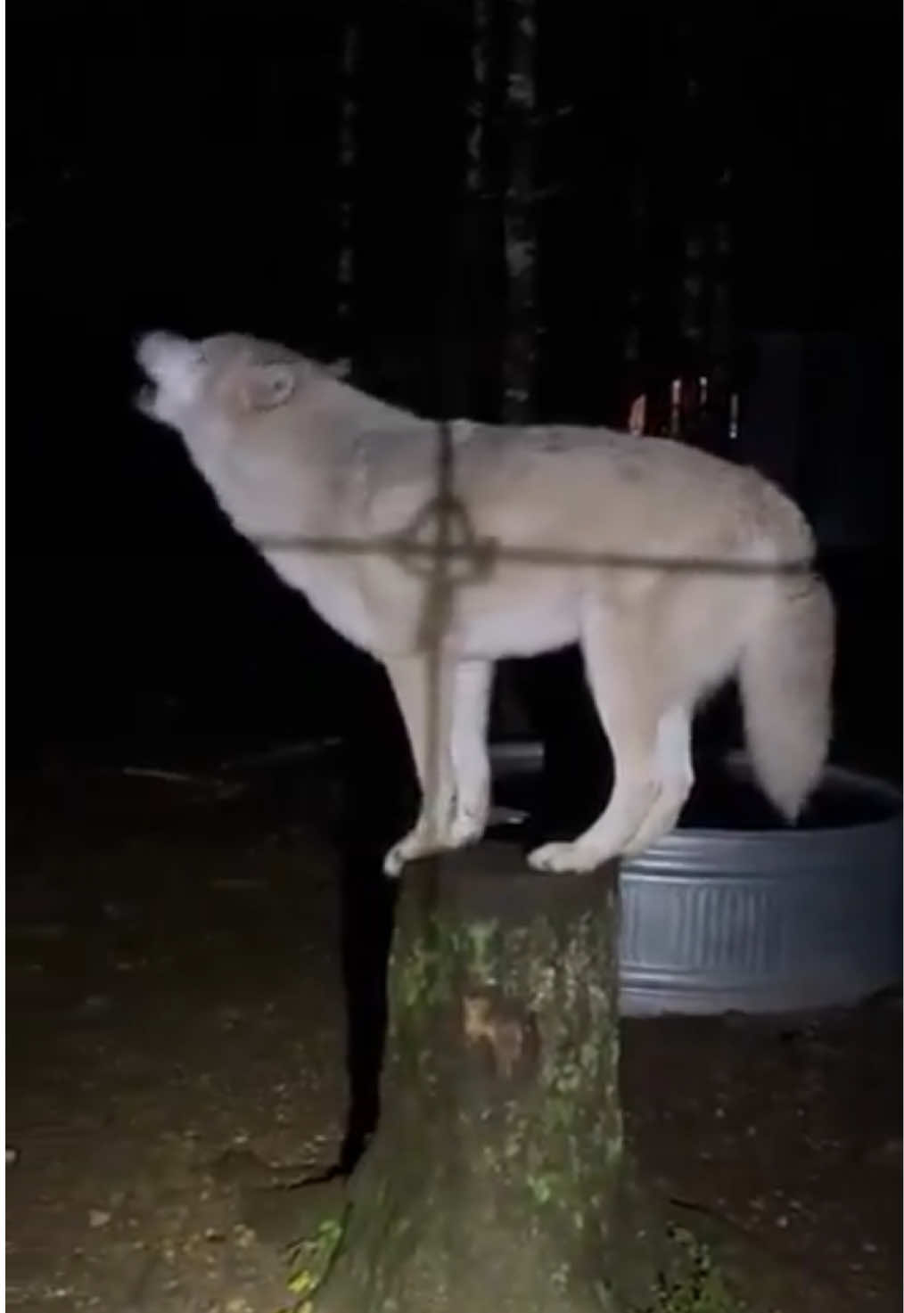 @WOLFBOY APEXPREDATOR